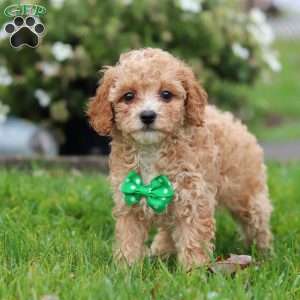 Rider, Miniature Poodle Puppy